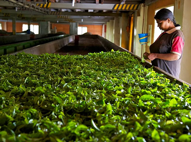 Tea plantation